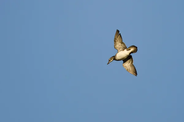 Lone hout Duck vliegen in een blauwe hemel — Stockfoto