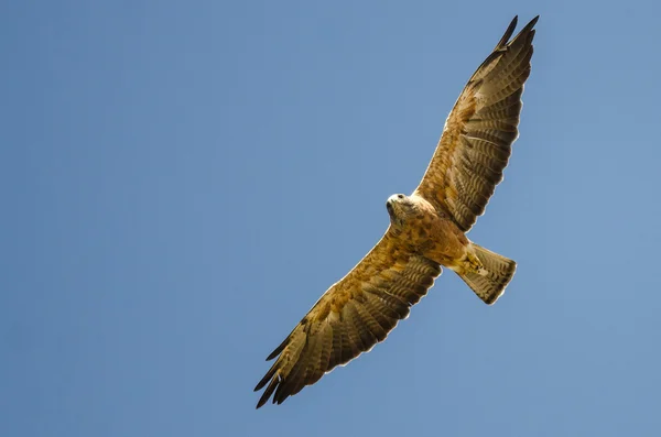 Faucon de Swanson volant dans un ciel bleu — Photo