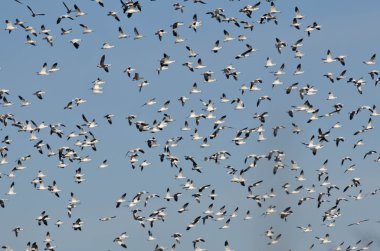 Büyük kar mavi gökyüzünde uçan kaz sürüsü 