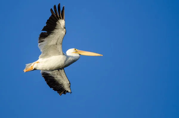 Pélican blanc américain volant dans le ciel bleu — Photo