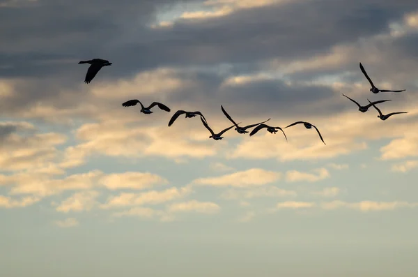 Velké hejno Hus letících v krásném západu slunce na obloze — Stock fotografie