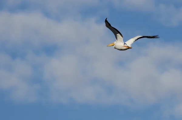 Американский белый пеликан летит в голубом небе — стоковое фото