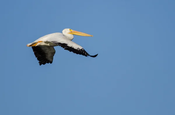 Pélican blanc américain volant dans le ciel bleu — Photo