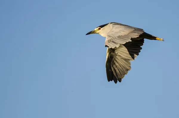 Héron de nuit couronné noir volant dans un ciel bleu — Photo