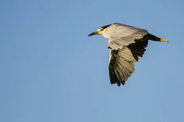 Mustakruunu Night-Heron lentää sinisellä taivaalla — kuvapankkivalokuva