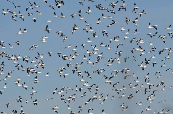 Kawanan besar Snow Geese Flying in a Blue Sky — Stok Foto