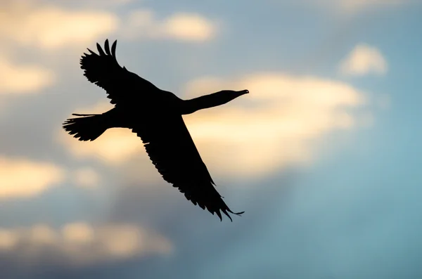 Silhouetten-Doppelhaubenkormoran fliegt in den Himmel des Sonnenuntergangs — Stockfoto