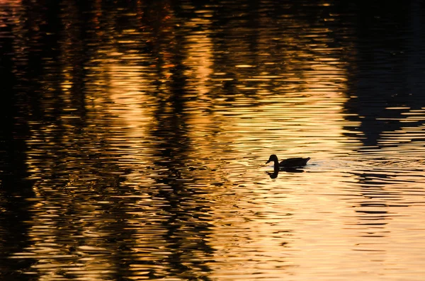 Silueta kachny plavání ve zlatém rybníku jako slunce zapadá — Stock fotografie