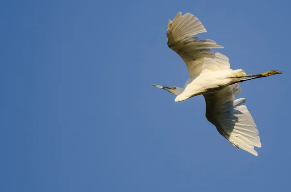 Aigrette neigeuse volant dans le ciel bleu — Photo