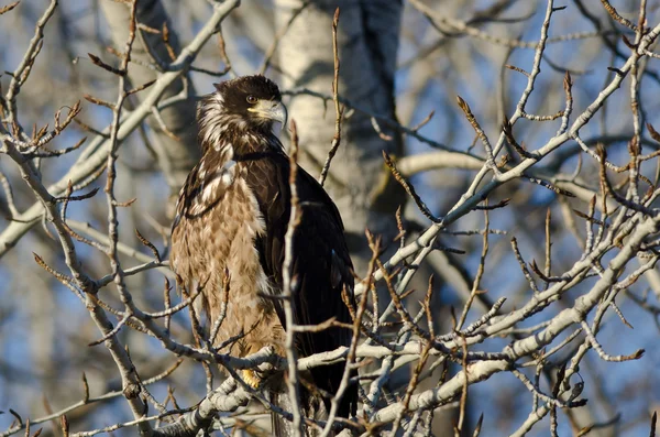 Joven águila calva posada en lo alto de un árbol estéril —  Fotos de Stock