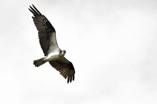 Osprey solitário fazendo contato direto com os olhos enquanto voa em um céu azul — Fotografia de Stock