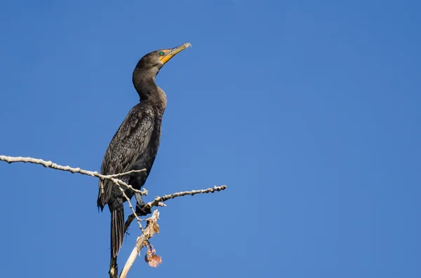 Cormorão de duas crias empoleirado em árvore alta — Fotografia de Stock