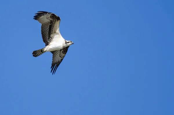 Lone Fiskgjusen flyger i en blå himmel — Stockfoto