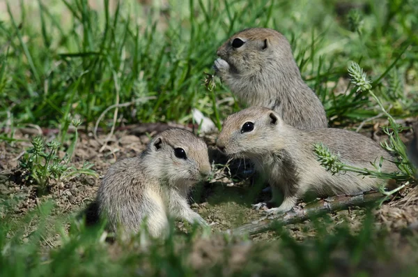 Famille de petits écureuils terrestres regroupés autour de leur trou — Photo