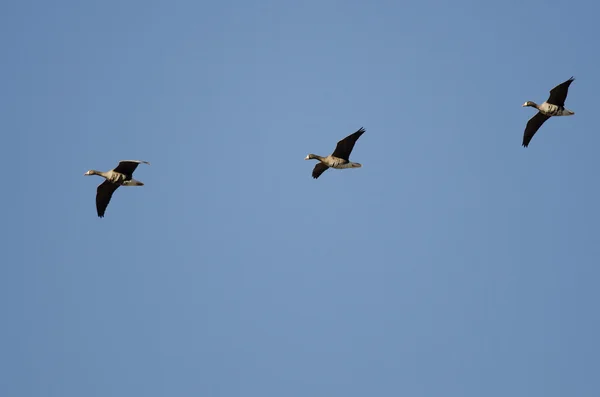 Three Greater White-Fronted Geese Flying in a Blue Sky — Stock Photo, Image