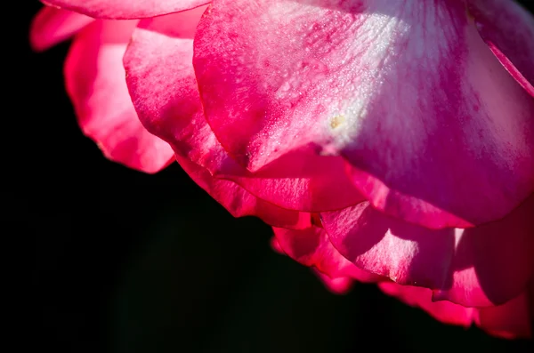 Naturaleza Resumen: Perdido en los suaves pliegues de la delicada rosa —  Fotos de Stock
