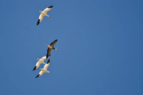 Ganso azul volando con los gansos blancos en un cielo despejado —  Fotos de Stock