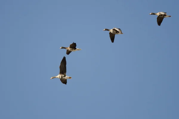 Vier große Weißstirngänse fliegen in einem blauen Himmel — Stockfoto