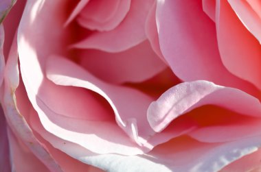 Doğa Özet: hassas Rose nazik kıvrımları kaybetti 