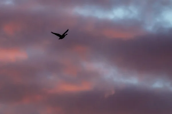 Goose silhueta solitária voando no lindo céu do pôr do sol — Fotografia de Stock