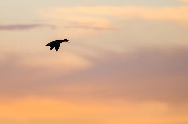 Pato silhueta voando no lindo céu do pôr-do-sol — Fotografia de Stock