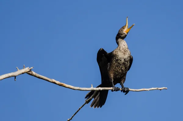 Cormorán joven de doble cresta encaramado en un árbol alto — Foto de Stock