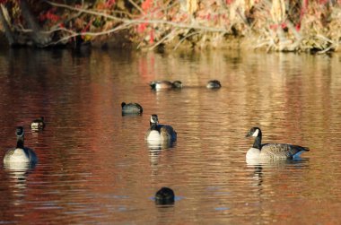Sonbahar gölet üzerinde dinlenme Kanada kazlar 
