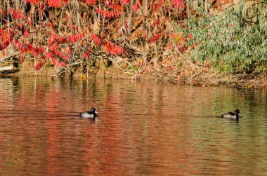 Yüzük - boyunlu bir sonbahar gölet üzerinde oturan ördekler