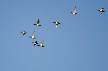 Yüzük - boyunlu mavi gökyüzünde uçan ördek sürüsü 