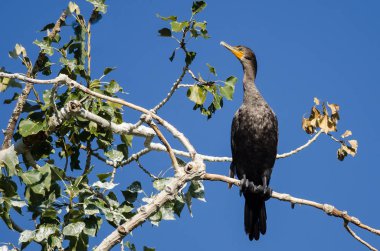 Uzun ağaca tünemiş Çift Tepeli karabatak
