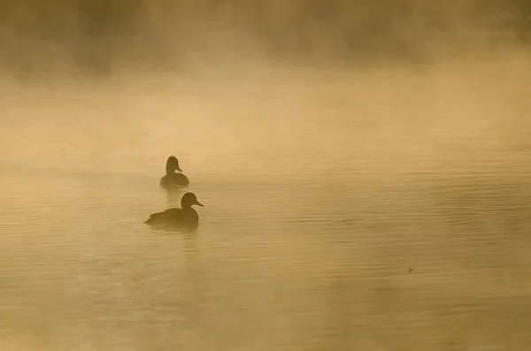 Pereche de rațe Silhouetted in the Silent Morning Mist — Fotografie, imagine de stoc