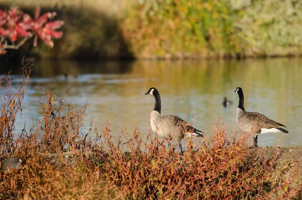 Pair of Canada Geese Resting Beside the Autumn Lake — Stock Photo, Image