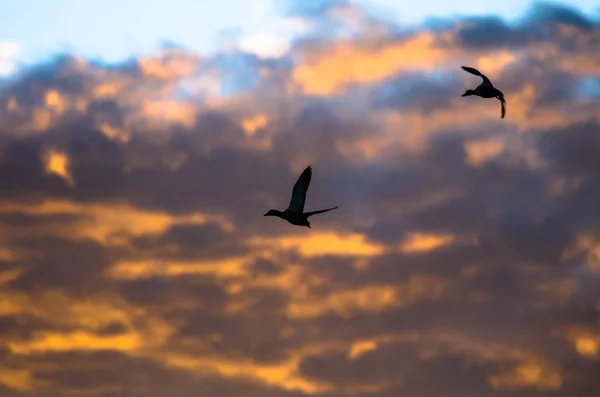 Siluett ankor flyger i solnedgång himlen — Stockfoto