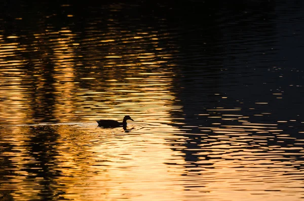 Silhouette einer Ente, die im goldenen Teich schwimmt, wenn die Sonne untergeht — Stockfoto
