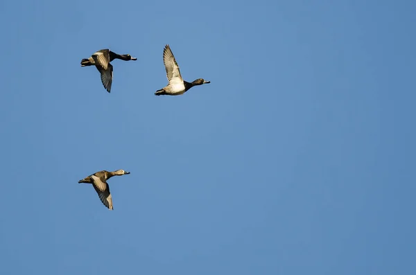 Tři kachny s prstencovým výstřihem létající na modrém nebi — Stock fotografie