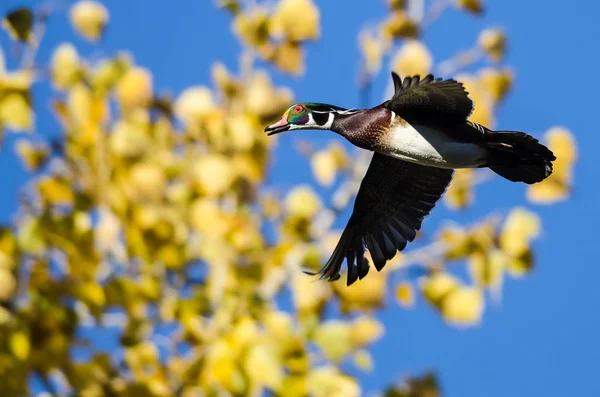 Wood Duck, létající kolem podzimní stromy — Stock fotografie