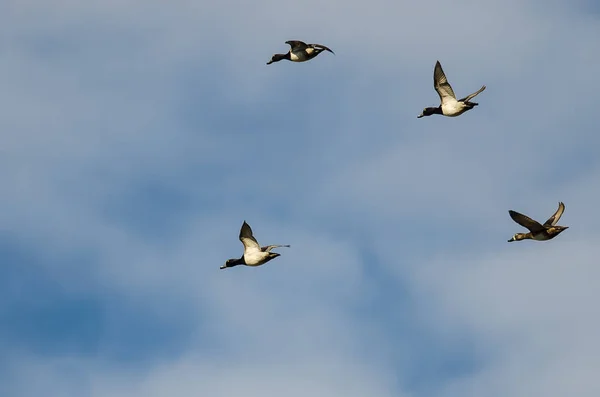 Pequeña bandada de patos de cuello anular volando en un cielo azul —  Fotos de Stock