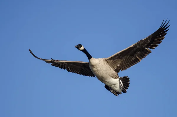 Καναδάς Goose Πετώντας σε ένα μπλε ουρανό — Φωτογραφία Αρχείου