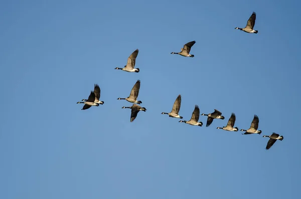 Herde von Kanadagänsen fliegt in blauem Himmel — Stockfoto