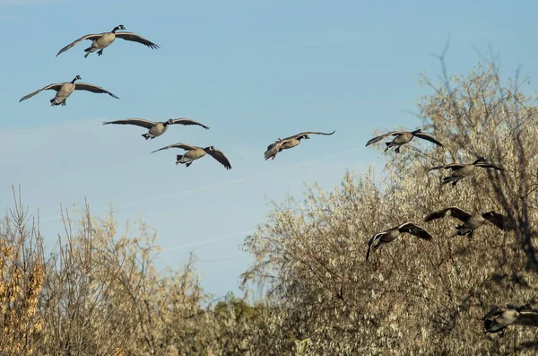 Manada de gansos canadienses que llegan a un desembarco en el pantano —  Fotos de Stock