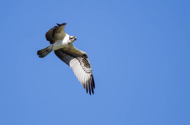 Yalnız Osprey mavi gökyüzünde uçan 
