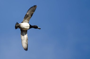 Erkek yüzük - boyunlu Duck mavi gökyüzünde uçan