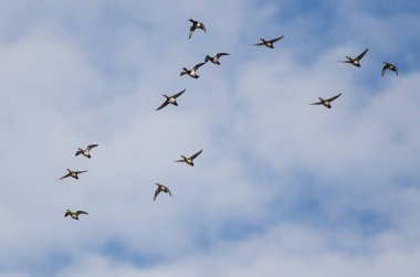 Büyük yüzük - boyunlu mavi gökyüzünde uçan ördek sürüsü 
