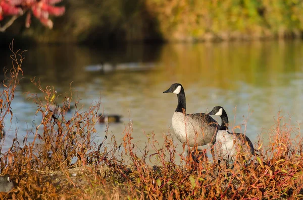 Par de gansos do Canadá descansando ao lado do lago de outono — Fotografia de Stock