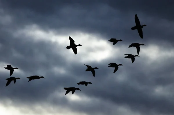 Sylwetki stado kaczek latające na niebie ciemnym wieczorem — Zdjęcie stockowe