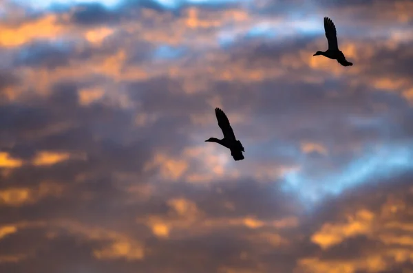 Sylwetki kaczki pływające w niebo zachód słońca — Zdjęcie stockowe