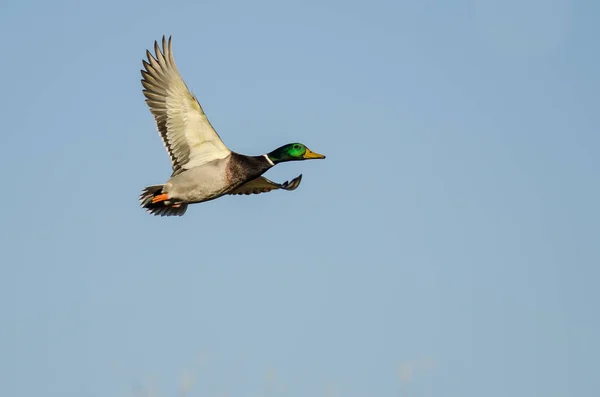 Mallard Duck Flying in a Blue Sky — Stock Photo, Image