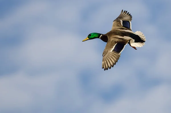 Canard colvert volant dans un ciel bleu nuageux — Photo