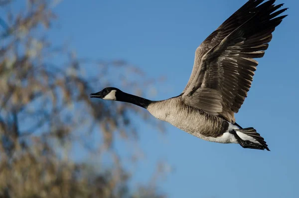 Zamknij spojrzenie Kanada Goose przelatujące Autumn drzewa — Zdjęcie stockowe