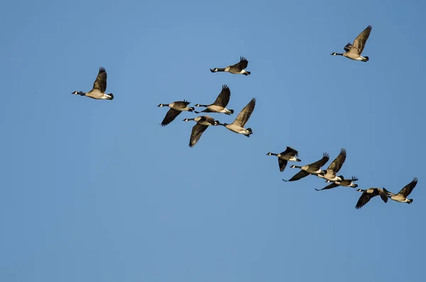 Kudde Canadese ganzen die vliegen in een blauwe lucht — Stockfoto